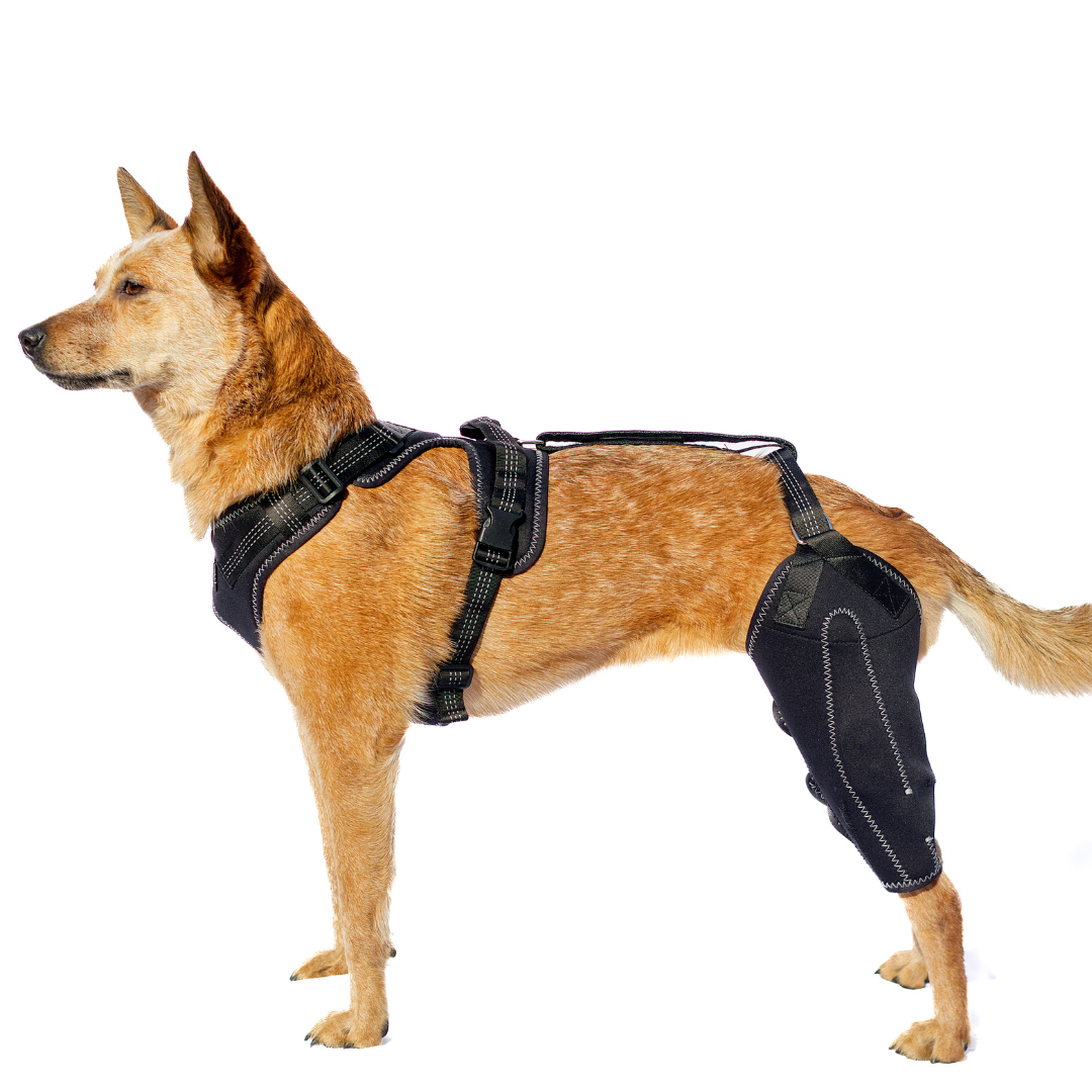 DoggoSupport Dual-Knee Stability System™