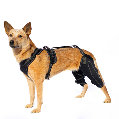 DoggoSupport Dual-Knee Stability System™