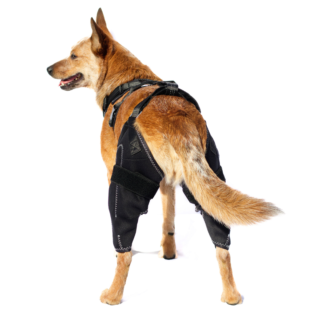DoggoSupport Dual-Knee Stability System™