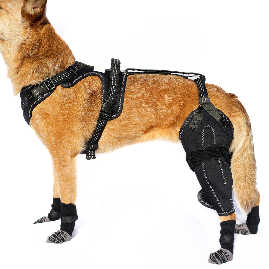 DoggoSupport Dual-Knee Stability System™