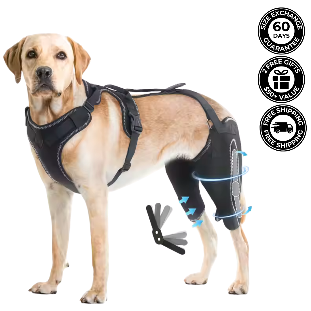DoggoSupport Dual-Knee Stability System™